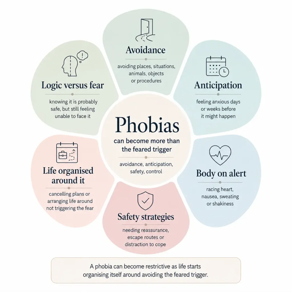 Infographic showing the phobia cycle: trigger, threat prediction, avoidance and safety behaviours